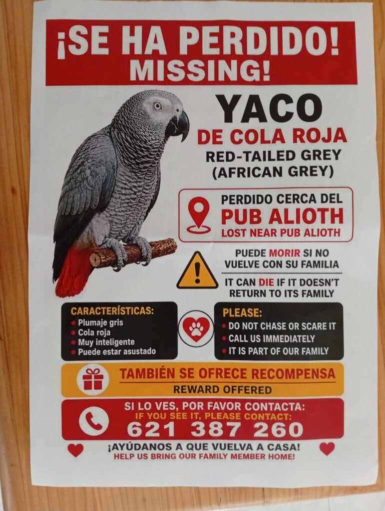 Missing Parrot – Please Help Bring Him Home