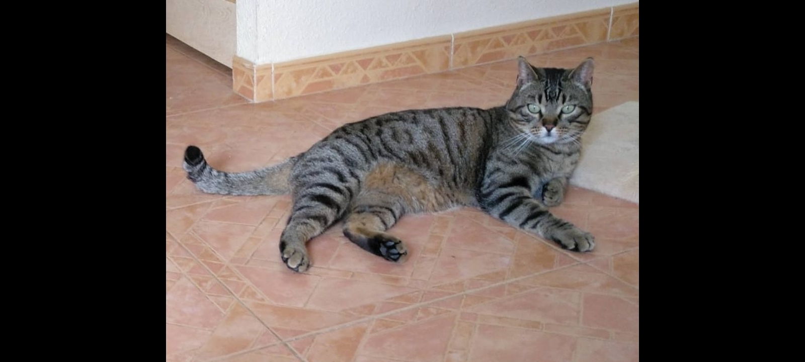 Lost Cat